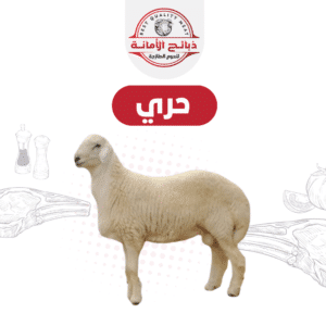 حري طايفي صغير ١٣  / ١٤ ك