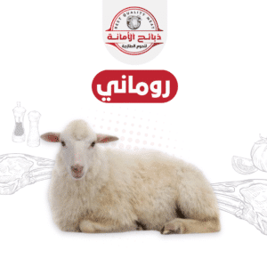 خروف روماني جذع كبير ٢٥/ ٢٧ ك