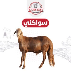 سواكني جذع تربيه ٣٢ / ٣٥ ك  بعد الذبح