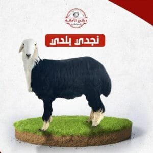 خروف نجدي جذع ٣٠ الي ٣٥ ك بعد الذبح