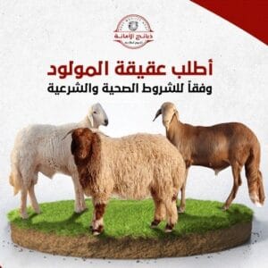 سواكني جذع تربيه ٢٥ ك فأكثر مستوفي الشروط الصحيه والشرعيه