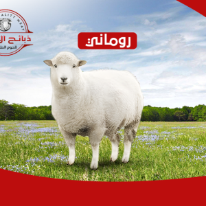 خروف روماني وسط ٢٠ كيلو الوزن التقريبي