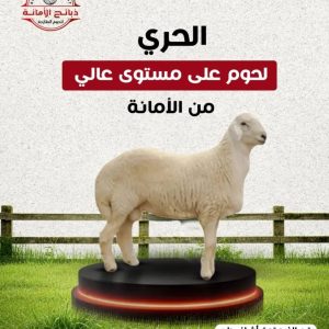 حري طايفي صغير ١٣ الي ١٥ كيلو